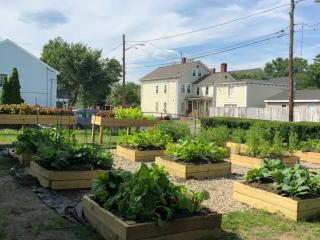 Raised beds in community garden with produce.