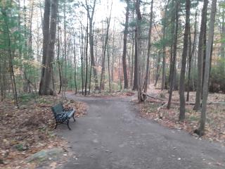 New bench along wooded trail.