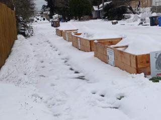 Four raised garden beds along street in snow.