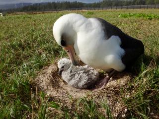 Baby albatross in next with mother.