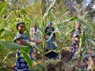 three women Burundi farmers in corn field.