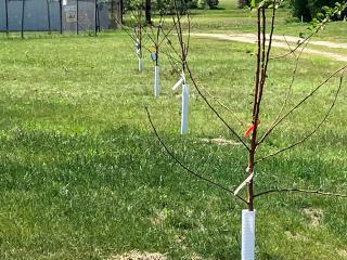 New fruit trees planted.