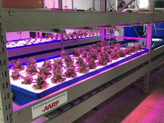 Aquaponic trays growing lettuce.