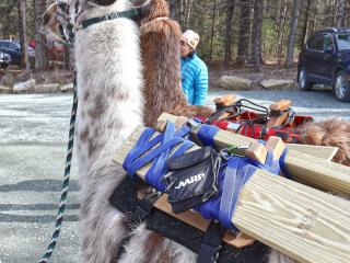 Llamas Nikki and Kate loaded with bench lumber and AARP toolbag.