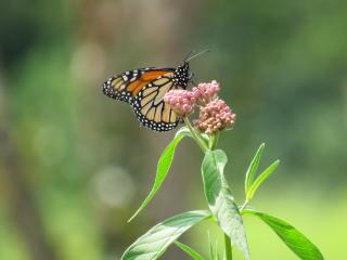 Monarch butterfly on milkweed flower.