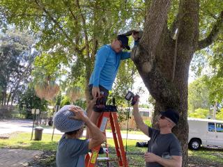 Installing lights in trees of the park.