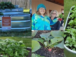 Photo collage from 1st United Church Community Garden.