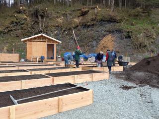 Filling raised beds with soil, with new shed.