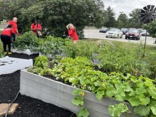 Group harvesting in community garden.