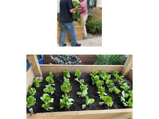 Growing and harvesting lettuce in raised beds.