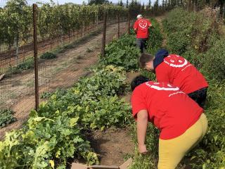 Volunteers harvesting produce for Farmacy carts