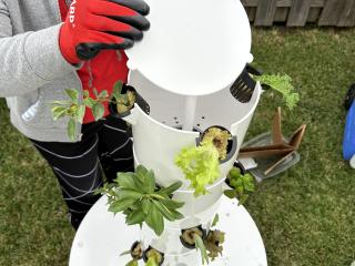 Planting lettuce in vertical hydroponic gardening medium.