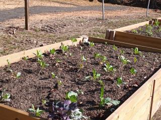 New seedlings in raised garden bed.