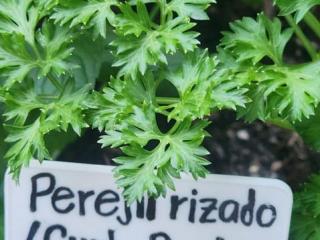 Parsley with plant sign in English and Spanish