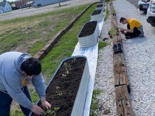 Volunteer planting garden bed.
