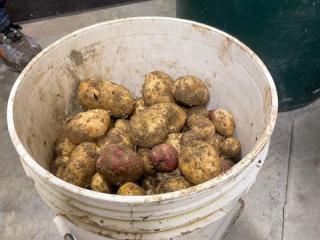 Bucket of potatoes.