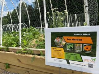 Raised garden bed growing herbs for tea.