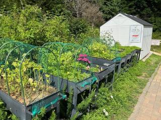 Raised garden beds with netting protection.