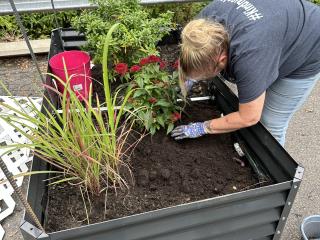 Planting in new raised garden beds.