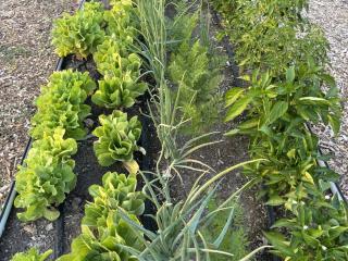 Raised garden bed with crops.