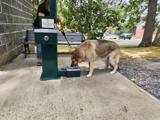 Dog drinking from bowl at foot of new drinking fountain.