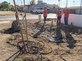 Newly planted tree with soaker hose.