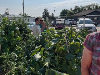 Vegetable plants growing in garden beds.