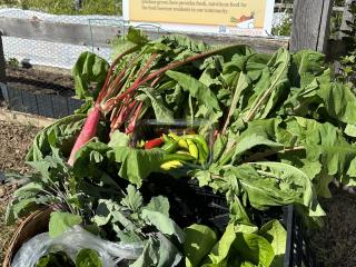 Harvested vegetables to share with community and food pantry.