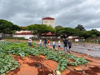 Pumpkin plants growing in community garden.