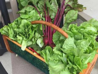 Harvested vegetables to share with community.